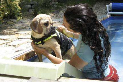 Puggle ©randyproductions.com